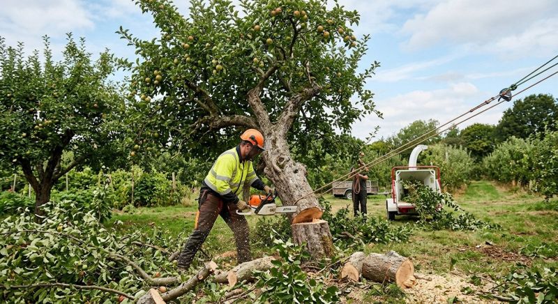 Tree Removal Service