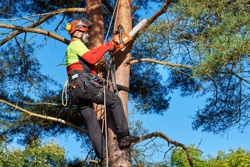 Local Apple Tree Removal pros at work