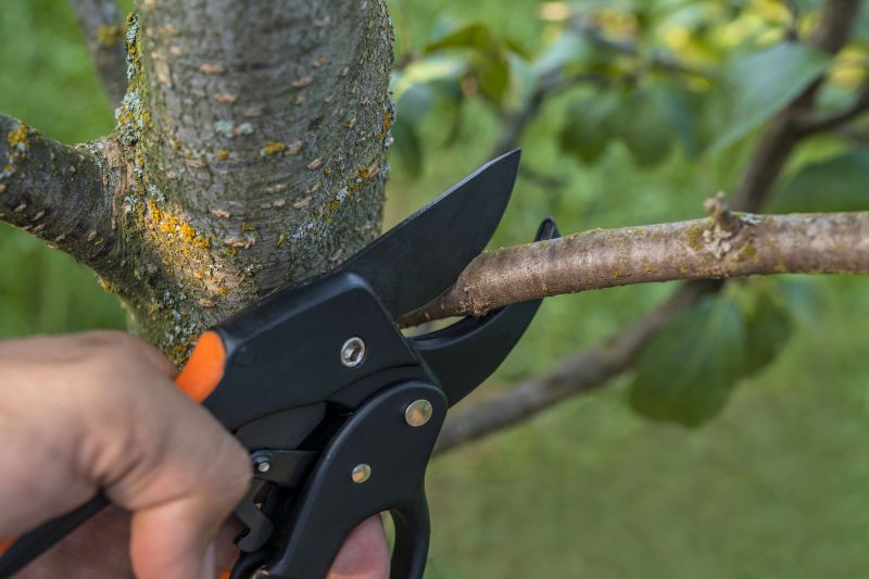 Apple Tree Removal in San Jose, CA
