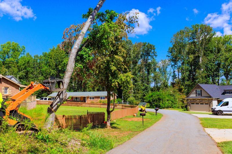 Completed Tree Removal