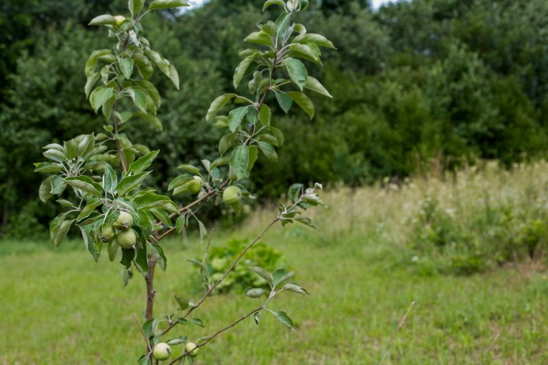 Products For Apple Tree Removals in use