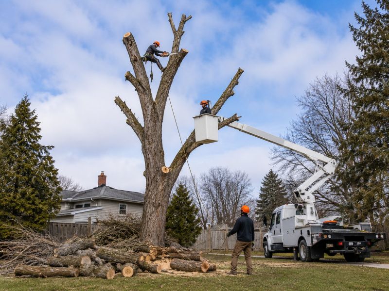 Spruce Tree Removal in Montgomery County, PA