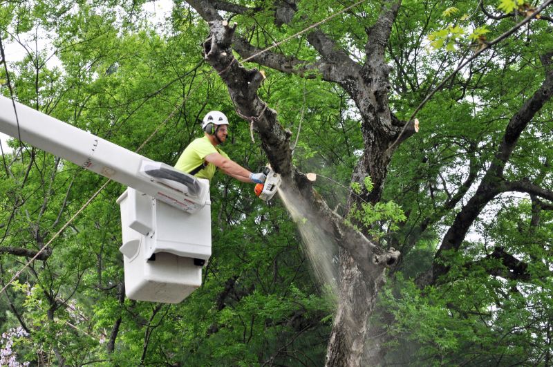 Tree Removal Service in Montgomery County, PA