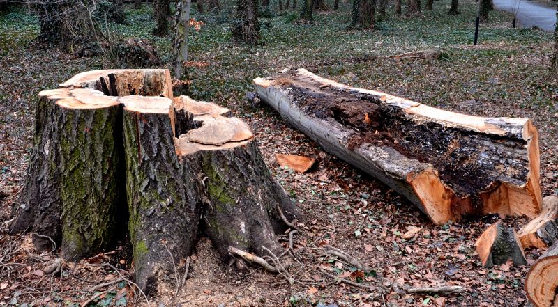 Tree Removal Service in Montgomery County, PA