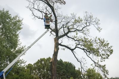 Municipal Tree Services